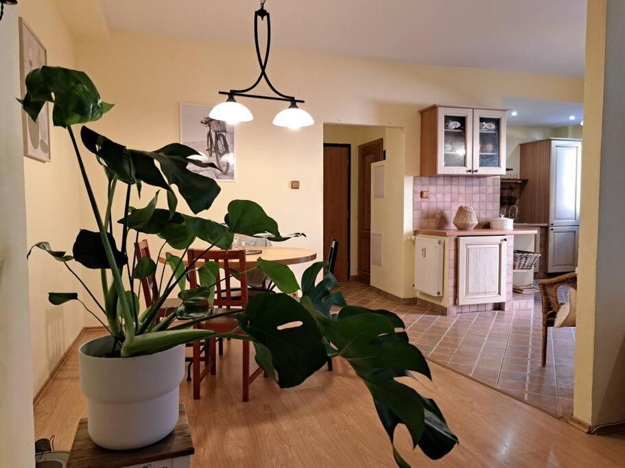Home In The Heart Of The City Bratislava Extérieur photo